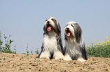 BEARDED COLLIE 174